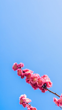 梅花盛开