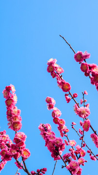 梅花盛开