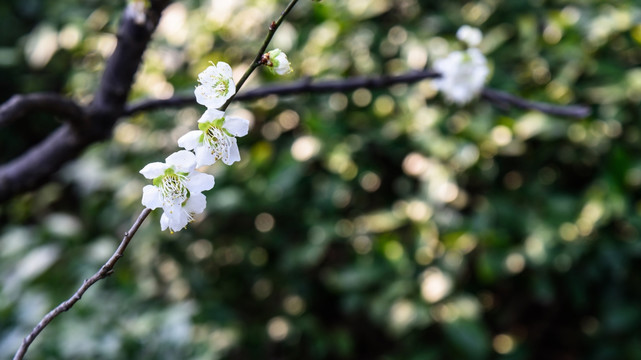 梅花盛开