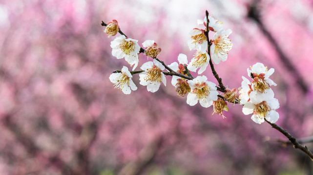 梅花盛开