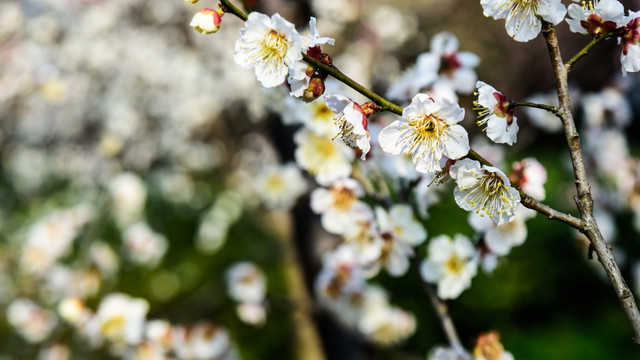 梅花盛开