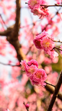 梅花盛开