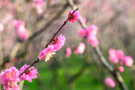 梅花盛开