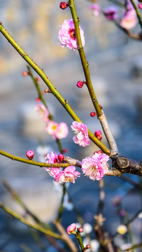 梅花盛开