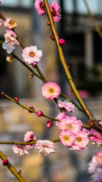 梅花盛开