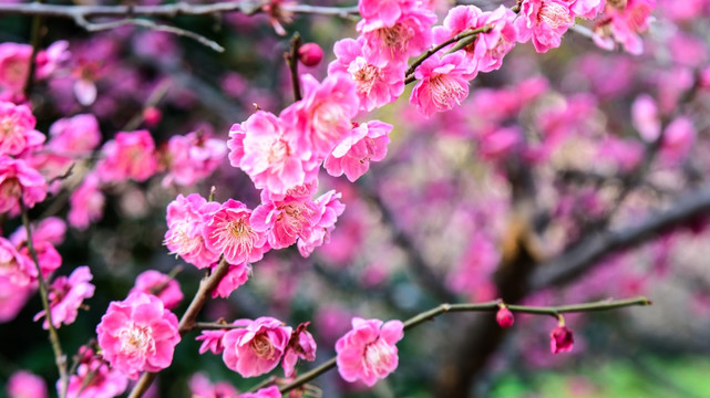梅花盛开