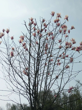 粉红玉兰树