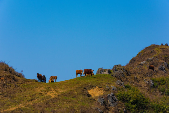 放牧 大山