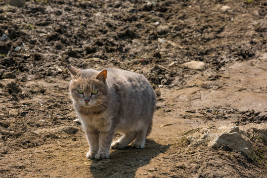 灰猫