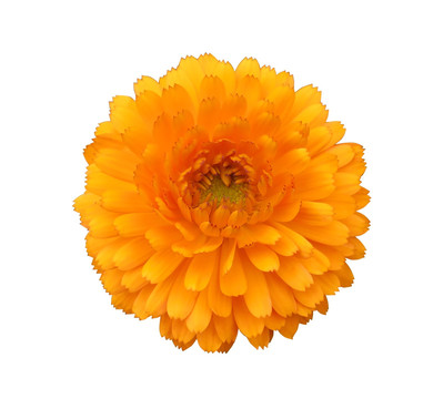 金盏菊抠图白底图片