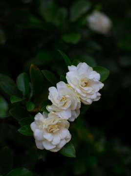 橘子花开 橘子花