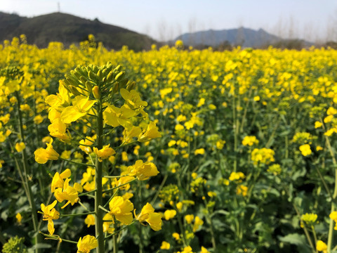 油菜花