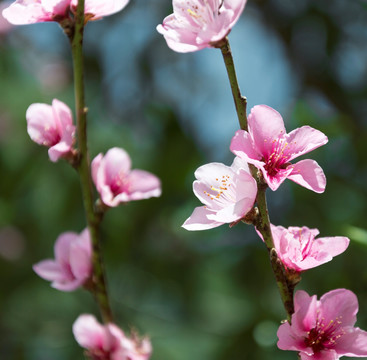 桃花