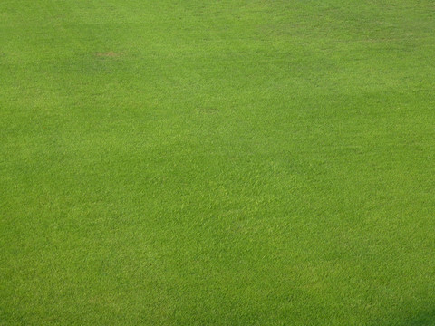 足球场草坪