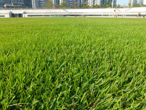 足球场草坪