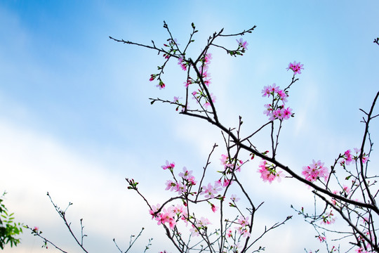 樱花 广州樱