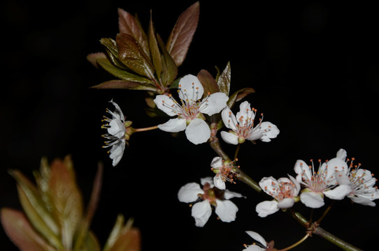 夜幕下的樱花