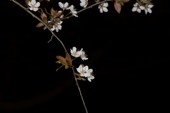 夜幕下的樱花