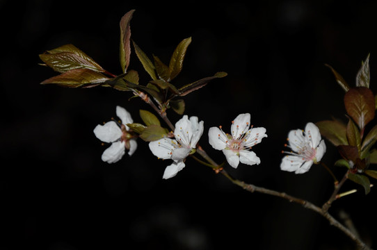 夜幕下的樱花