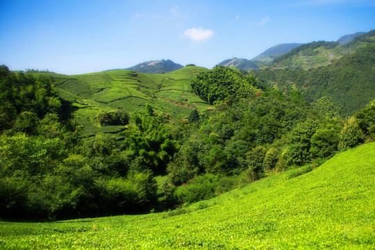 茶鲜叶 茶园 茶素材 蓝天白云
