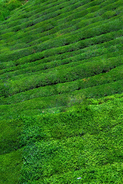 绿茶 茶鲜叶 茶园 茶素材