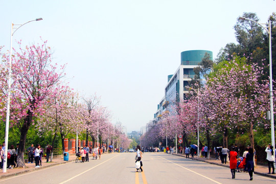 华南农业大学紫荆路