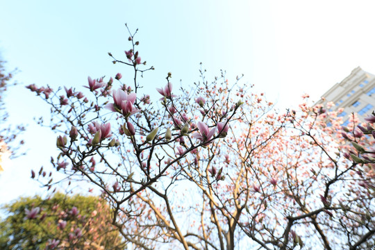 春暖花开