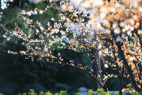 春天的花朵