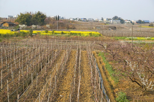 田园风光 菜地 果园 春天