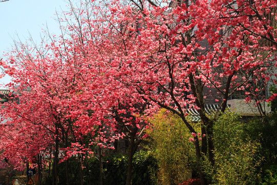 大理山水间樱花