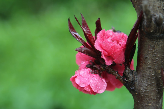 粉红色的桃花树干上花朵