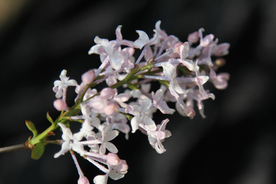 黑背景下的丁香花花朵