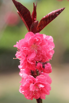 粉粉红色的桃花花串