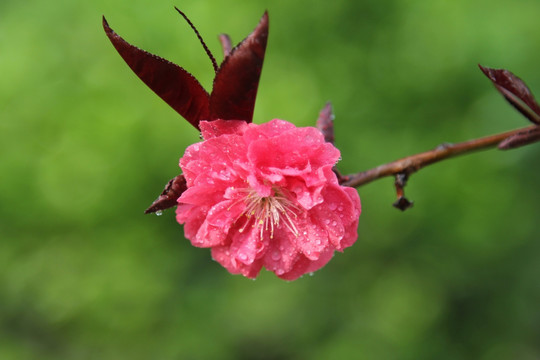 绿色背景的桃花花朵