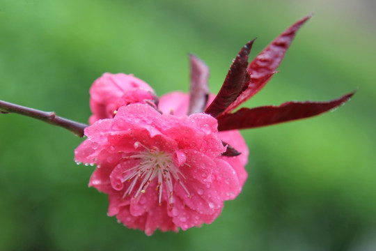雨中盛开的桃花花朵