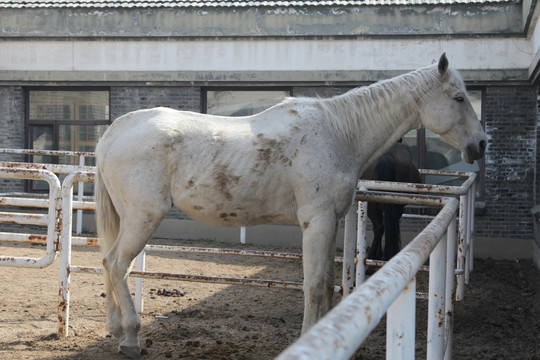 马场场中的白色马匹