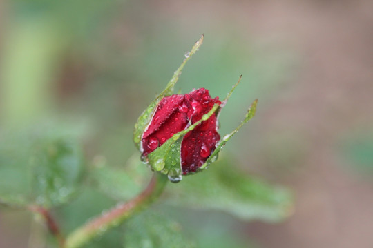 月季花红花苞