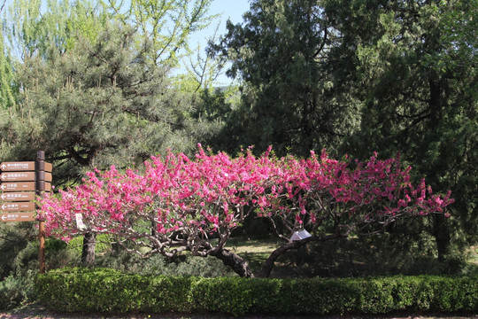 植物园的桃花林