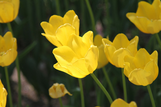 黄色色的郁金香花丛
