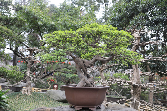 中式园林 盆景 楠木