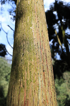 水杉 杉木 树脂 树胶