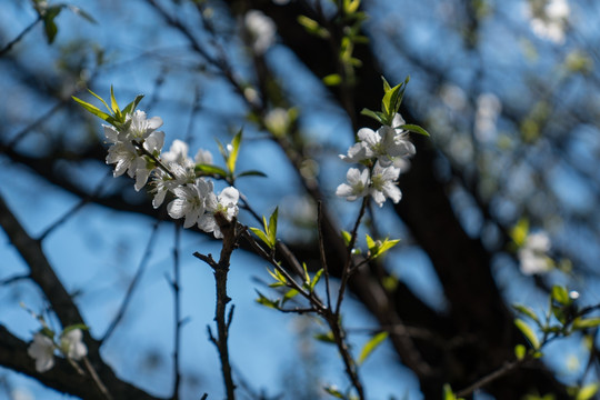 梨花