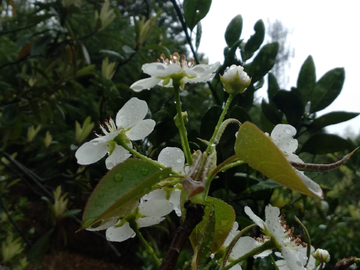 梨花带雨