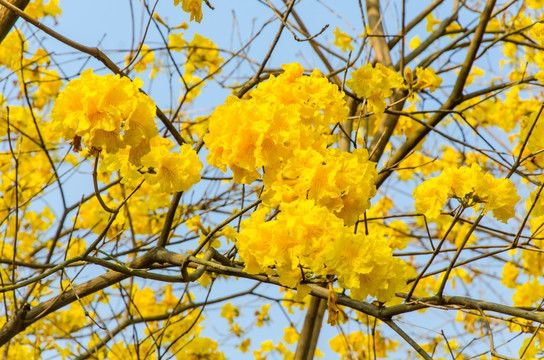 黄花风铃木