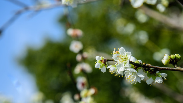 梅花