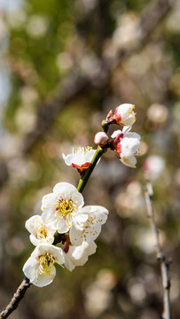 梅花