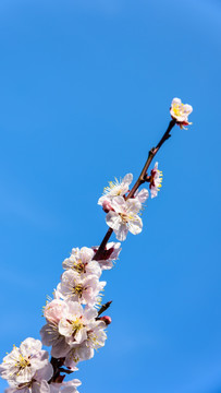 梅花
