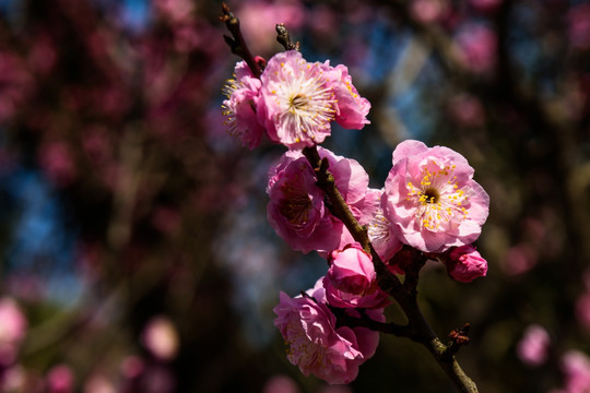 梅花