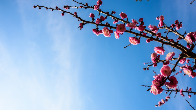梅花