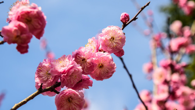 梅花